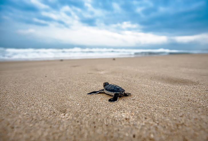 baby sea turtle crawling on sand